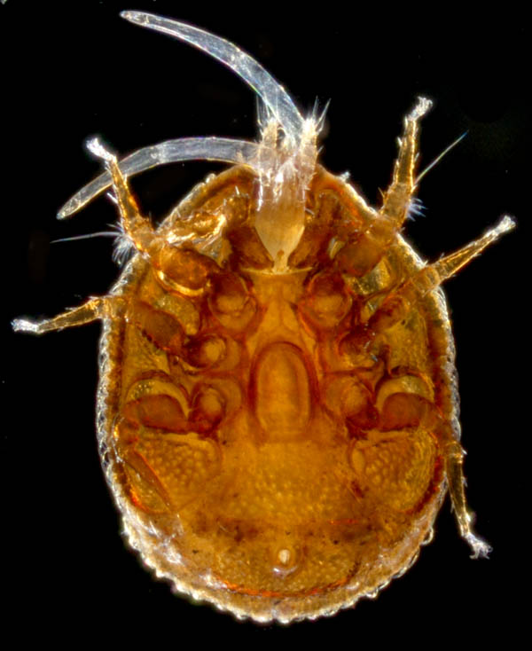 ウンゼンイトダニ（Uropoda (Phaulodinychus) uncenensis）