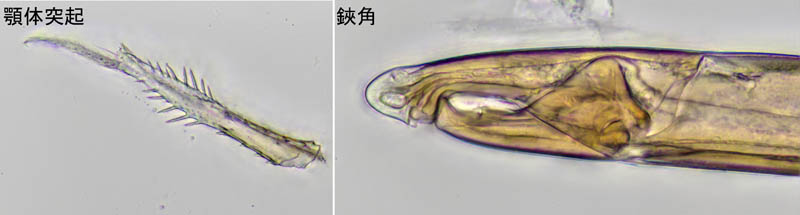 ウンゼンイトダニ（Uropoda (Phaulodinychus) uncenensis）