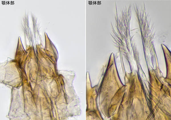 ウンゼンイトダニ（Uropoda (Phaulodinychus) uncenensis）