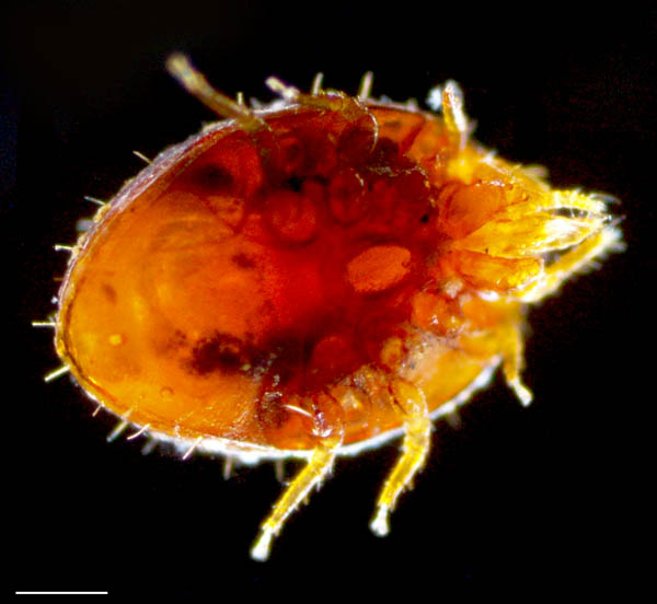 タマゴイトダニ属の１種？ (Uroobovella sp.)