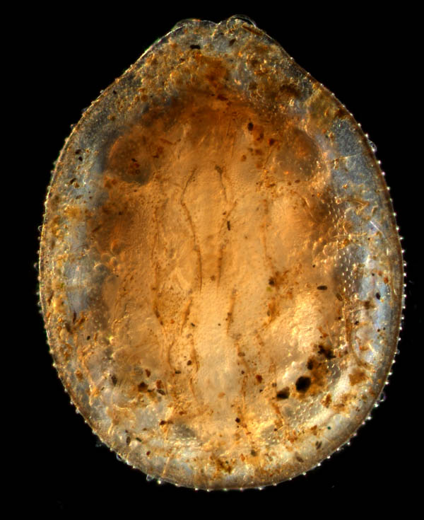 イトダニ科(Uropodidae)の１種