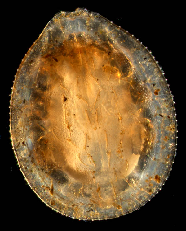 イトダニ科(Uropodidae)の１種