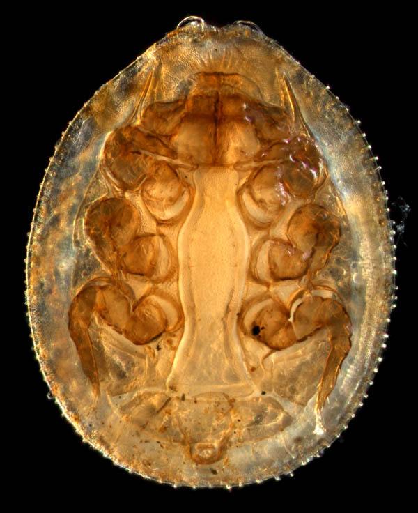 イトダニ科(Uropodidae)の１種