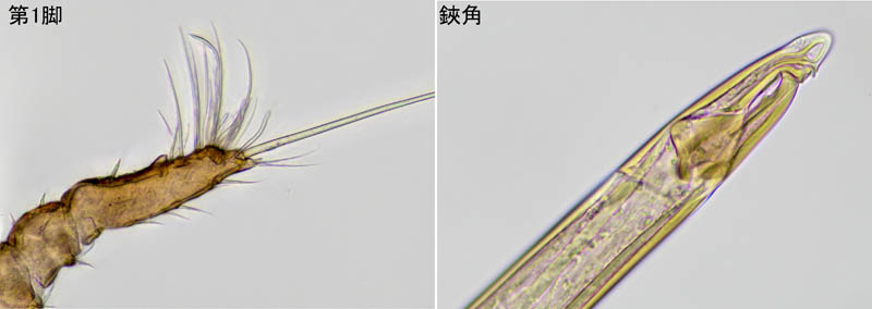 イトダニ科(Uropodidae)の１種