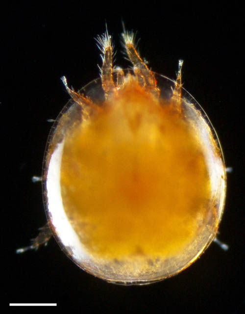 イトダニ科(Uropodidae)の１種