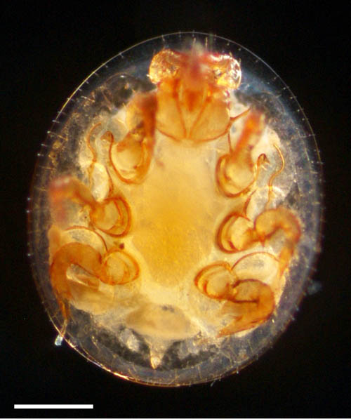 イトダニ科(Uropodidae)の１種