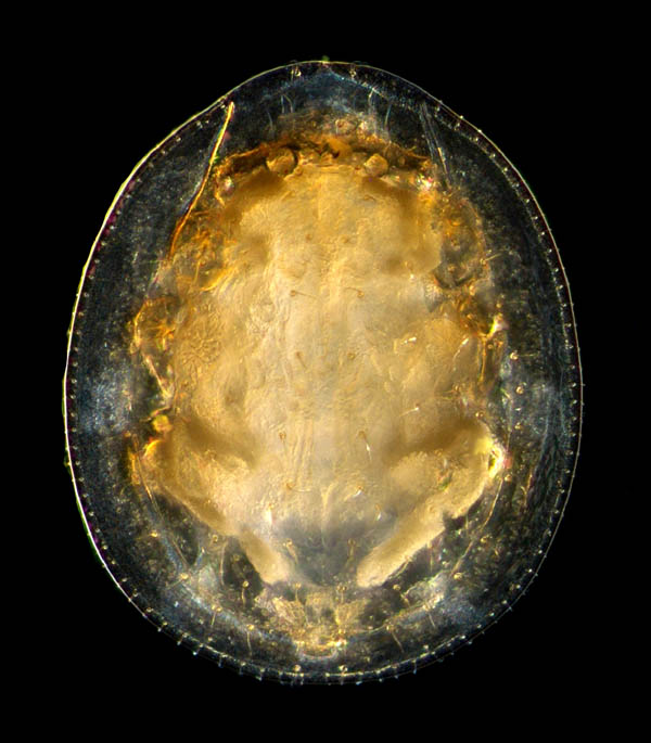 イトダニ科(Uropodidae)の１種