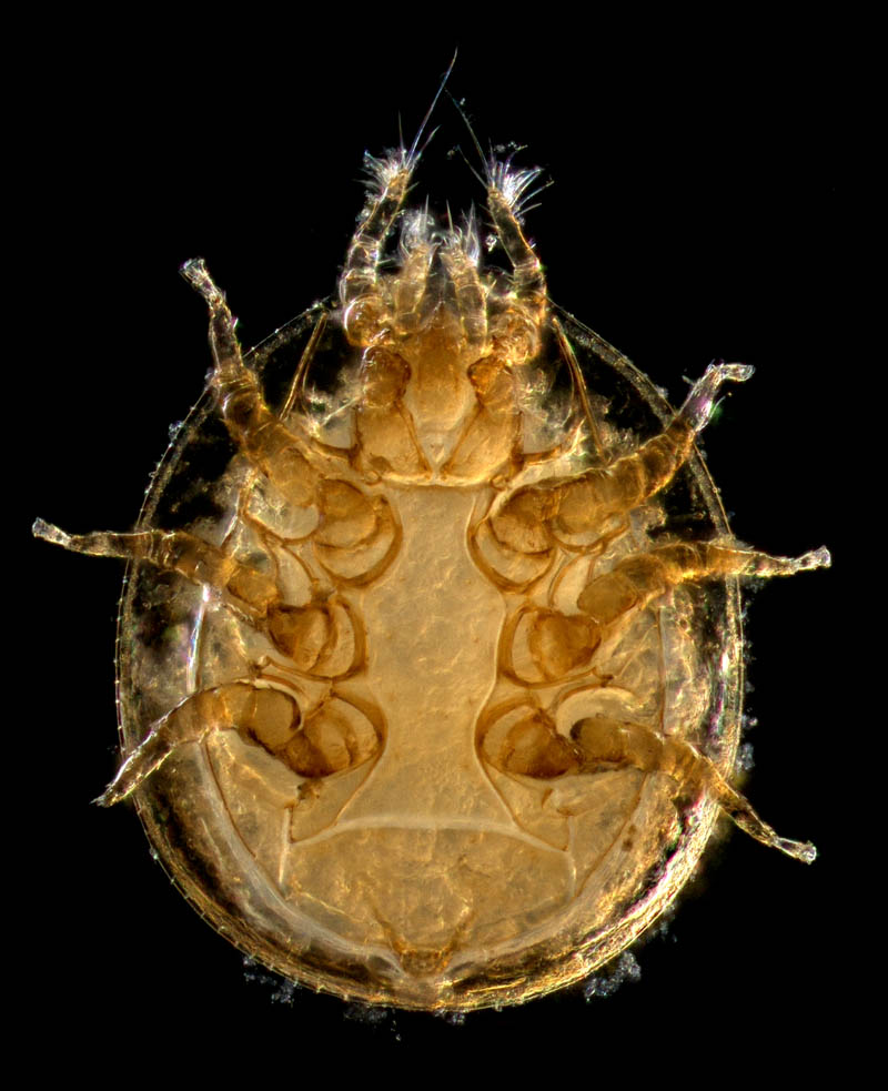 イトダニ科(Uropodidae)の１種