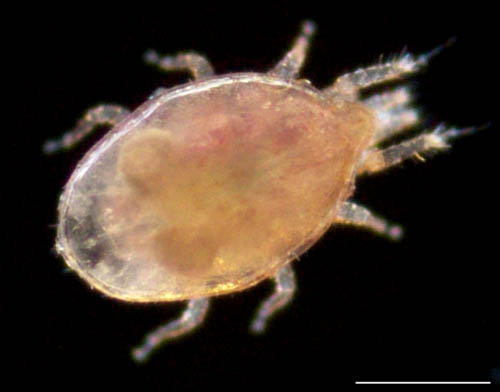 イトダニ科(Uropodidae)の１種