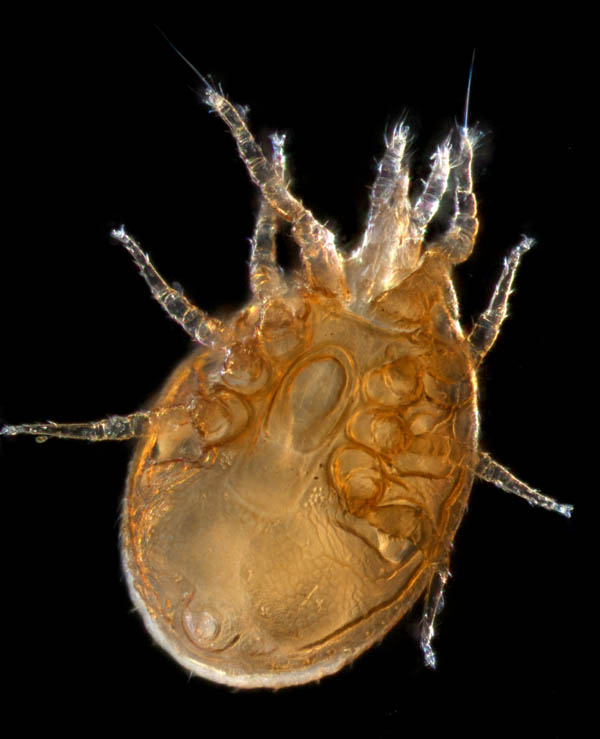 イトダニ科(Uropodidae)の１種