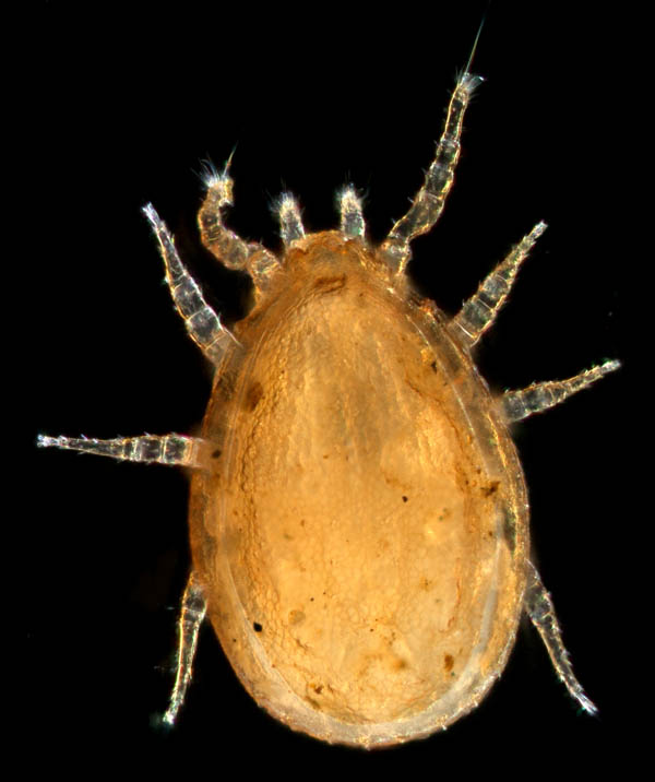 イトダニ科(Uropodidae)の１種