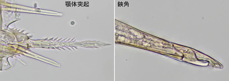 イトダニ科(Uropodidae)の１種
