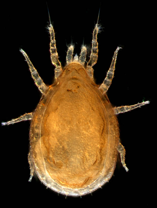 イトダニ科(Uropodidae)の１種