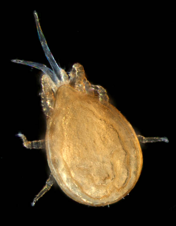 イトダニ科(Uropodidae)の１種