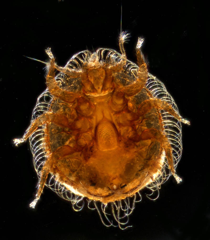 ヨゴレイトダニ（Uropoda (Phaulodinychus) pulverea）