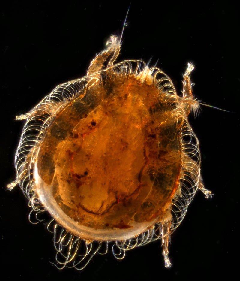 ヨゴレイトダニ（Uropoda (Phaulodinychus) pulverea）