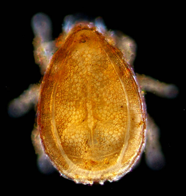 モリチョウコクダニ (Discourella silvestrisa)