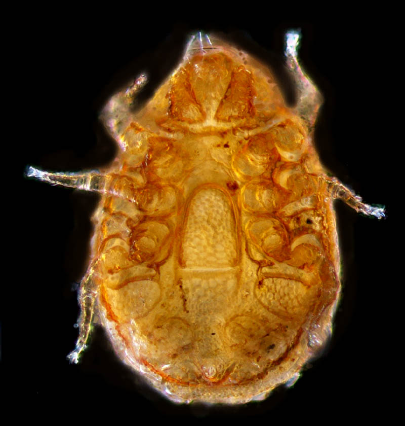 モリチョウコクダニ (Discourella silvestrisa)