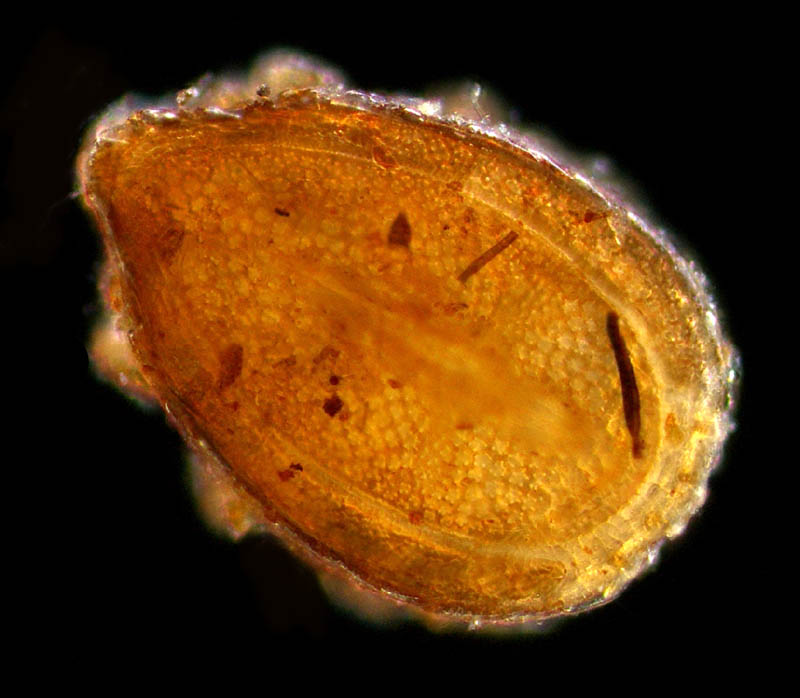 モリチョウコクダニ (Discourella silvestrisa)