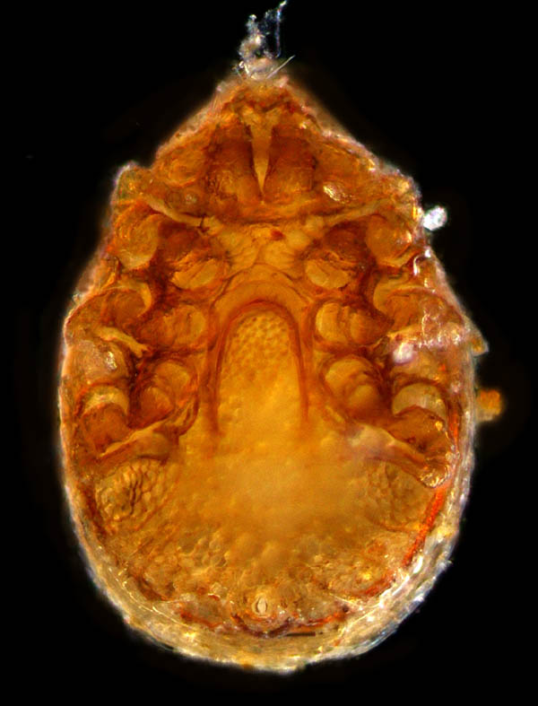 モリチョウコクダニ (Discourella silvestrisa)