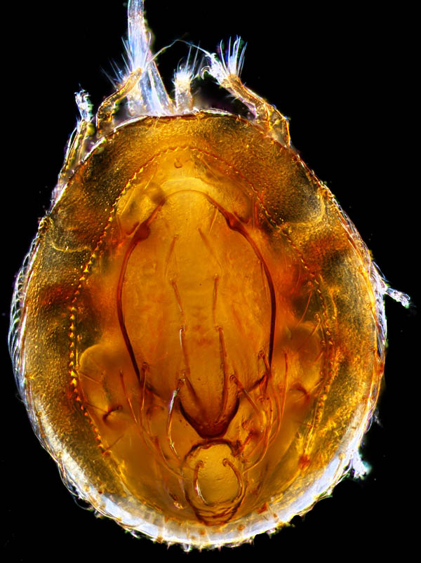 ラクダイトダニ（Uropoda (Uropoda) gibba）