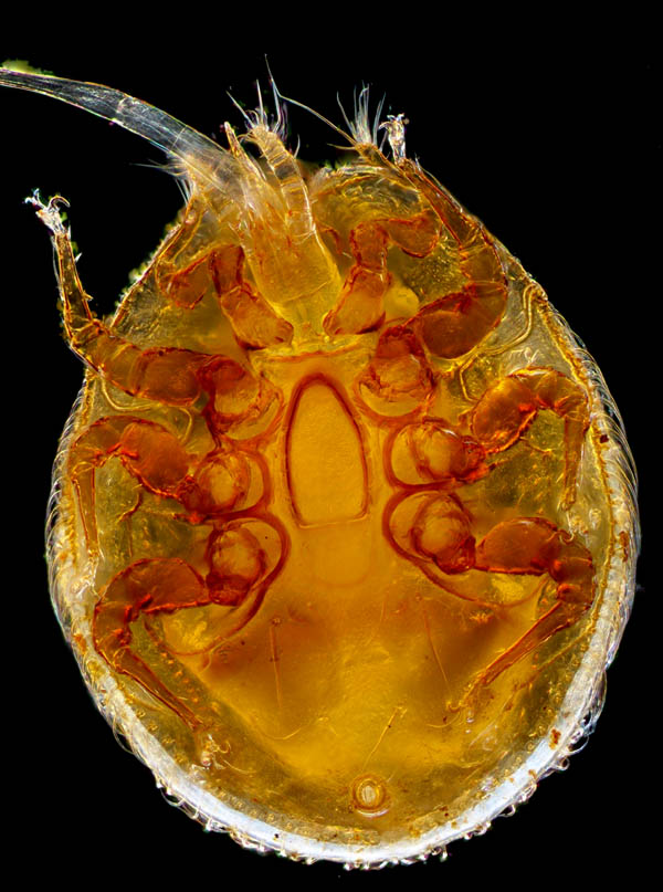 ラクダイトダニ（Uropoda (Uropoda) gibba）