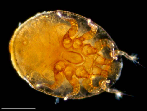 ナミイトダニ（Uropoda spiculata)