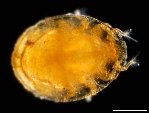 ナミイトダニ（Uropoda spiculata)