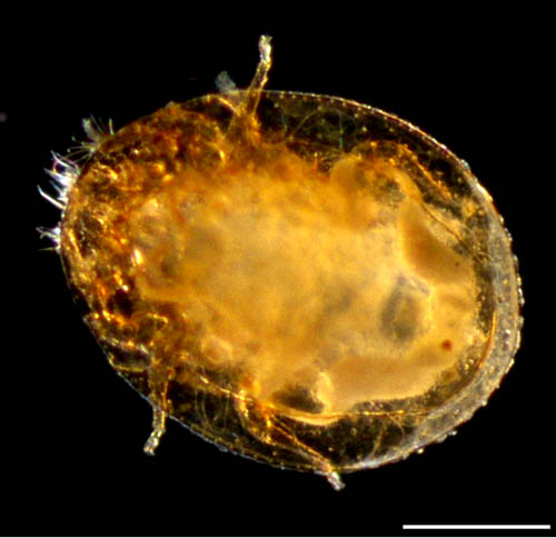 ナミイトダニ（Uropoda spiculata)