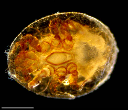 ナミイトダニ（Uropoda spiculata)