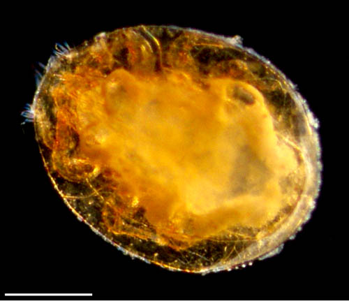 ナミイトダニ（Uropoda spiculata)