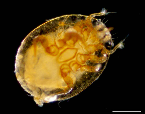ナミイトダニ（Uropoda spiculata)