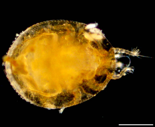 ナミイトダニ（Uropoda spiculata)