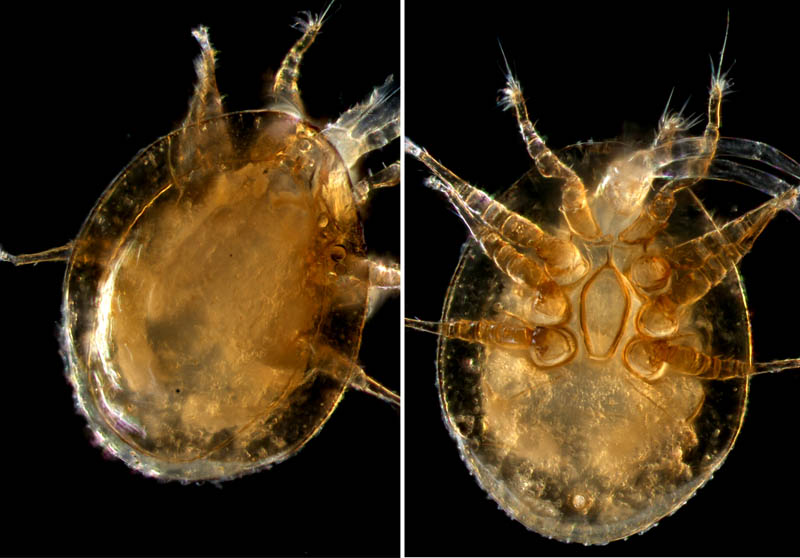 ナミイトダニ（Uropoda spiculata)