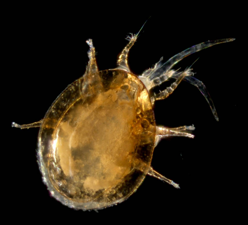 ナミイトダニ（Uropoda spiculata)