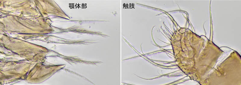 ナミイトダニ（Uropoda spiculata)