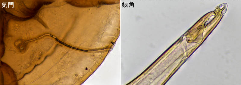 ナミイトダニ（Uropoda spiculata)