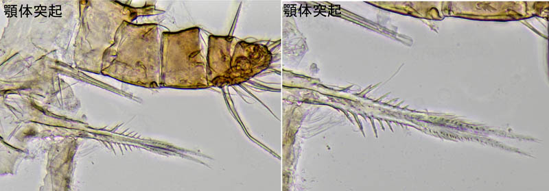 ナミイトダニ（Uropoda spiculata)