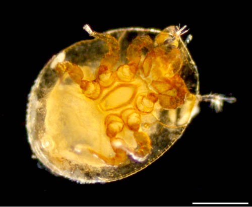 ナミイトダニ（Uropoda spiculata)