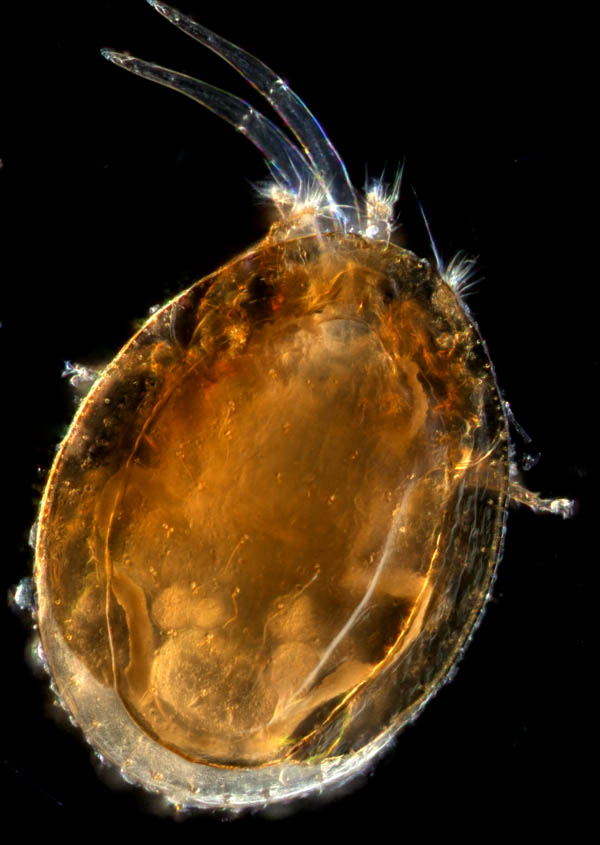 ナミイトダニ（Uropoda spiculata)