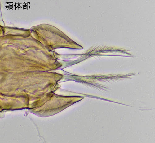 ナミイトダニ（Uropoda spiculata)
