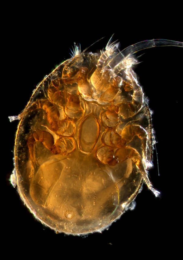 ナミイトダニ（Uropoda spiculata)