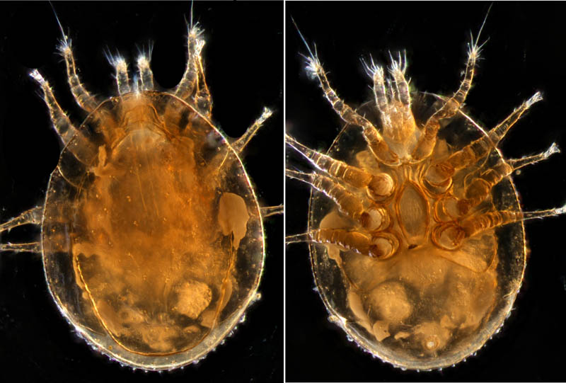 ナミイトダニ（Uropoda spiculata)