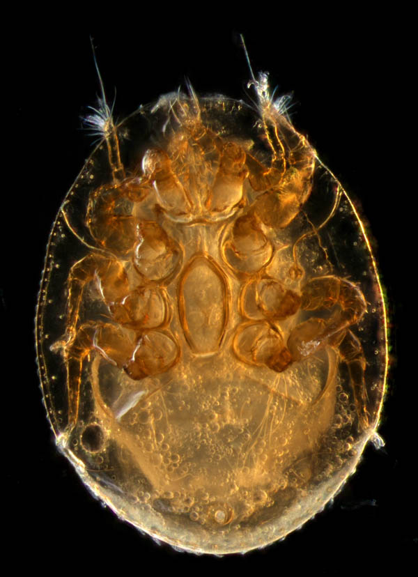ナミイトダニ（Uropoda spiculata)