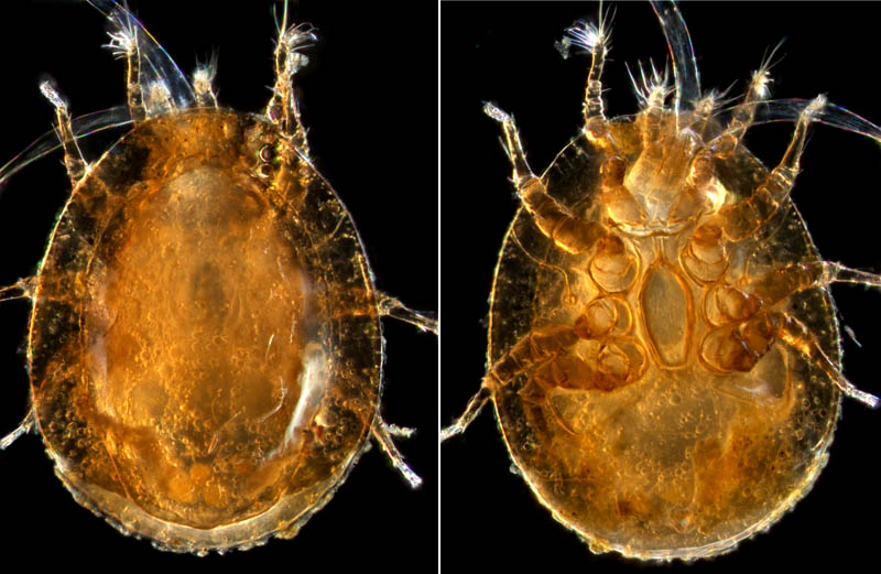 ナミイトダニ（Uropoda spiculata)