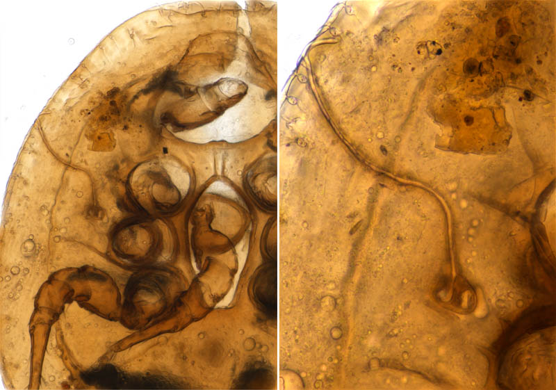 ナミイトダニ（Uropoda spiculata)