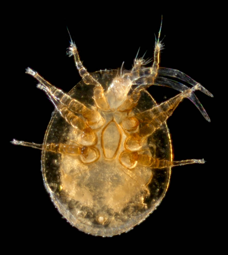 ナミイトダニ（Uropoda spiculata)