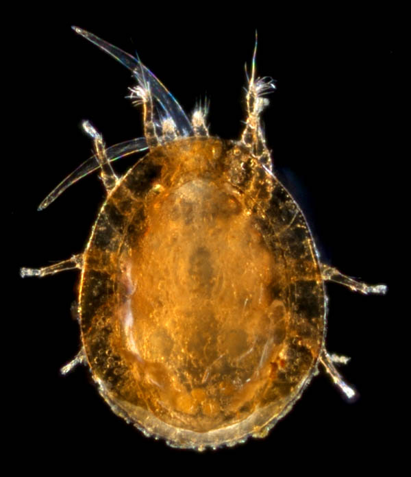 ナミイトダニ（Uropoda spiculata)