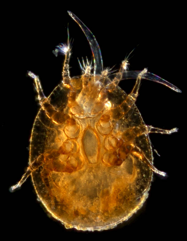 ナミイトダニ（Uropoda spiculata)