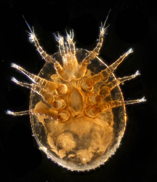 ナミイトダニ（Uropoda spiculata)